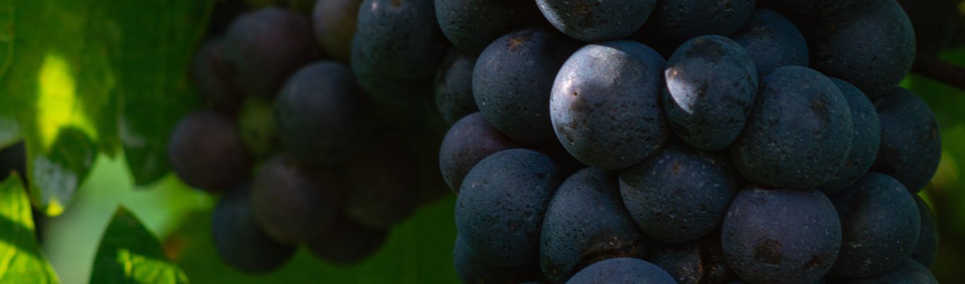 Uvas de perto